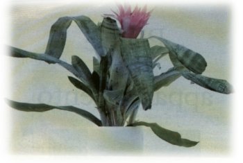 aechmea fasciata