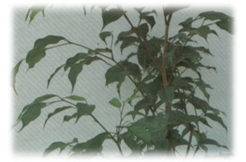 Ficus Benjamin