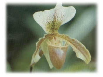 Orchidea