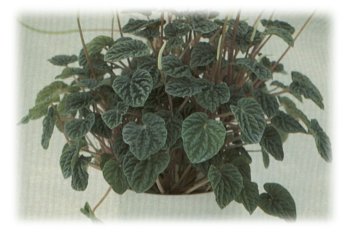 Peperomia