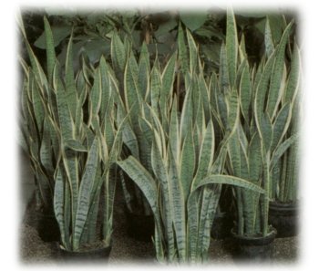 Sanseveria